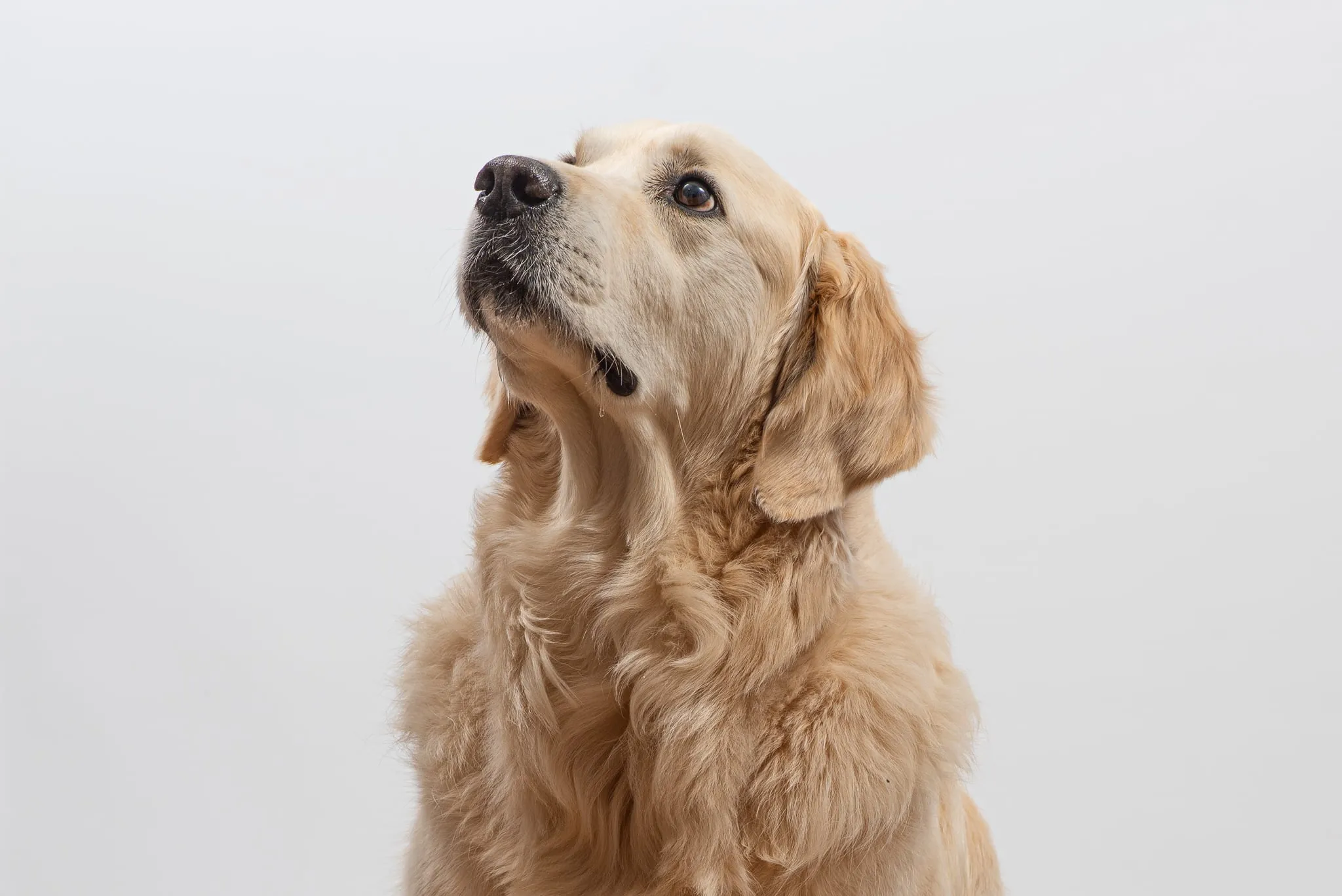 Pets — 1