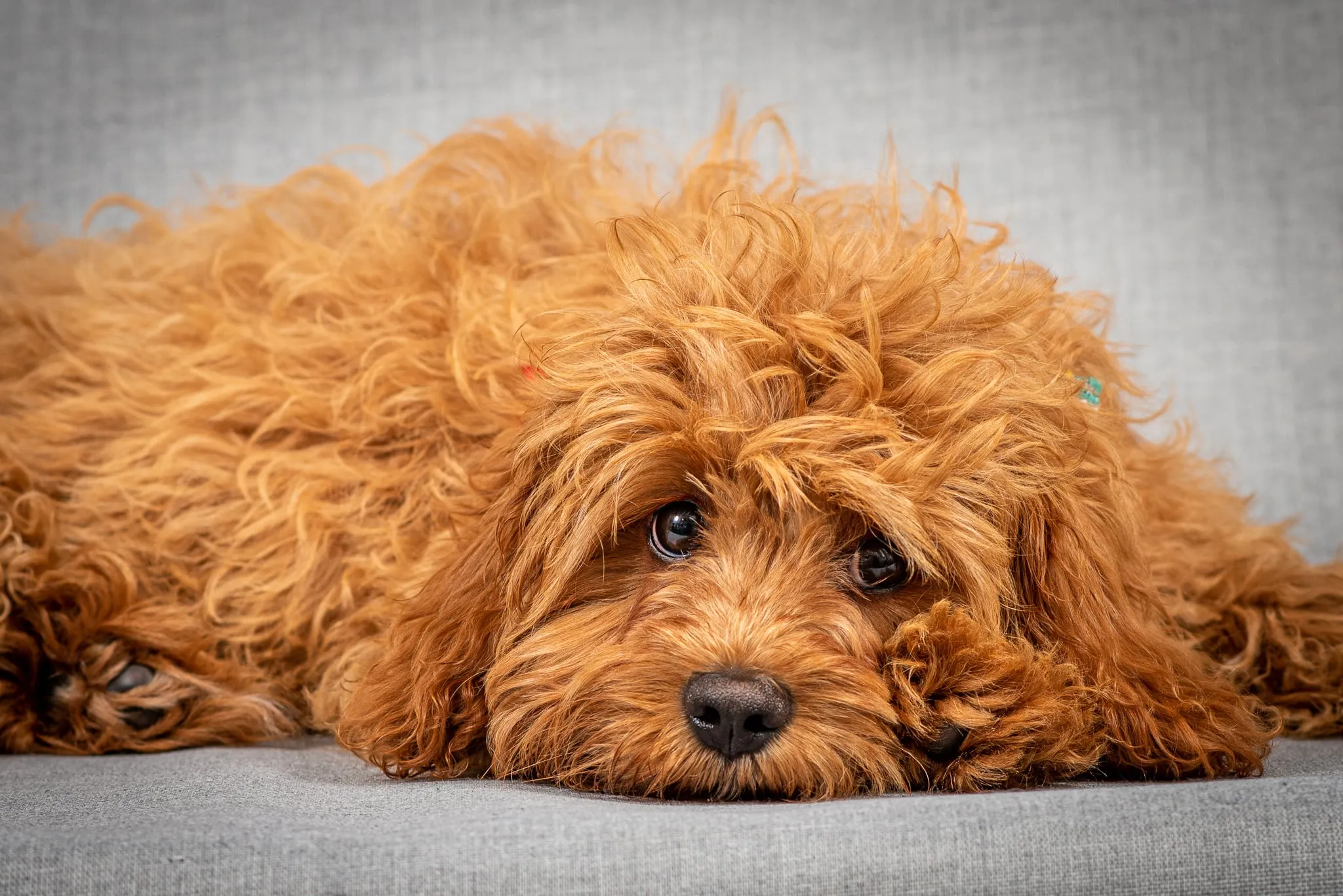 Pets — 3