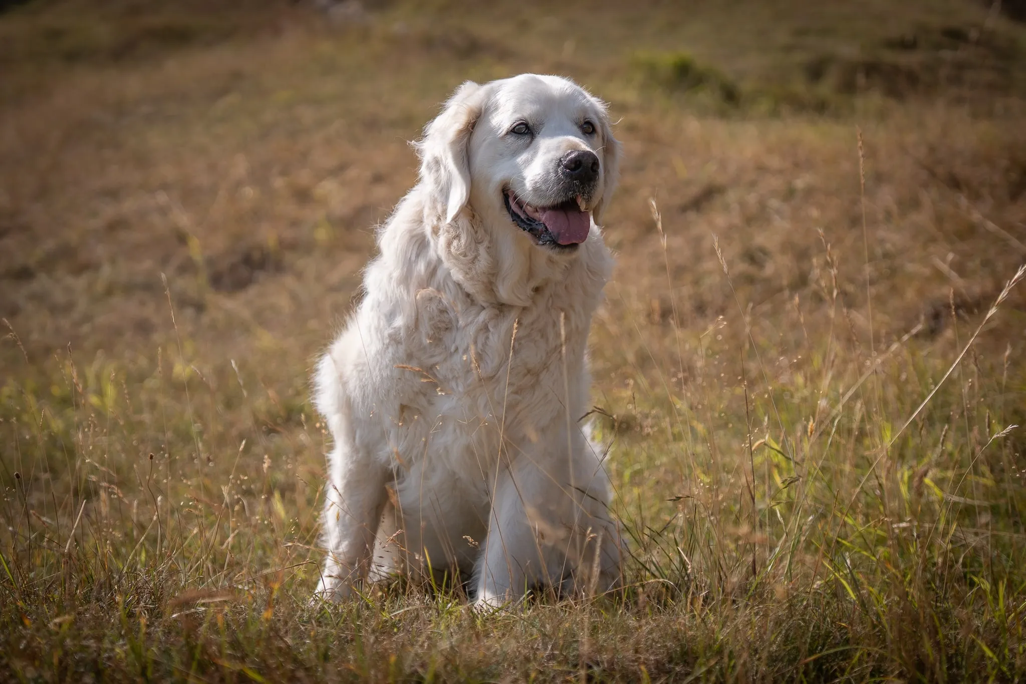 Pets — 5